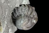 Wide, Enrolled Flexicalymene Trilobite In Shale - Ohio #67665-2